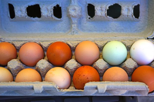 oeufs-couleur-adobestock