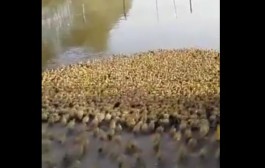 5000 canetons vont prendre leur bain pour la première fois