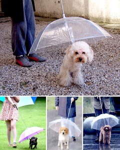 parapluie chiens