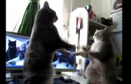 3 petits chats Vidéo insolite 2 chats jouent 3 petits chats