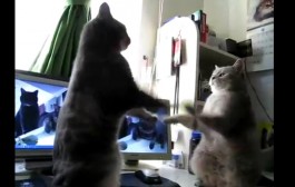 3 petits chats Vidéo insolite 2 chats jouent 3 petits chats