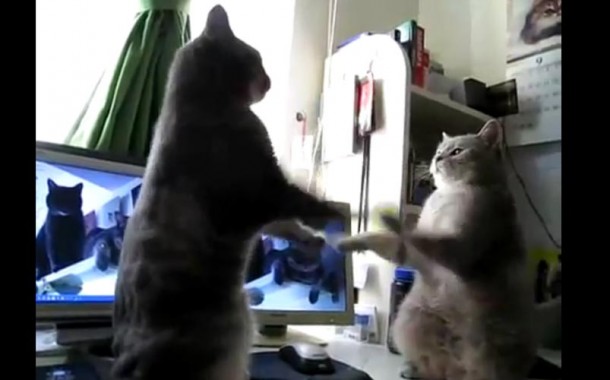3 petits chats Vidéo insolite 2 chats jouent 3 petits chats