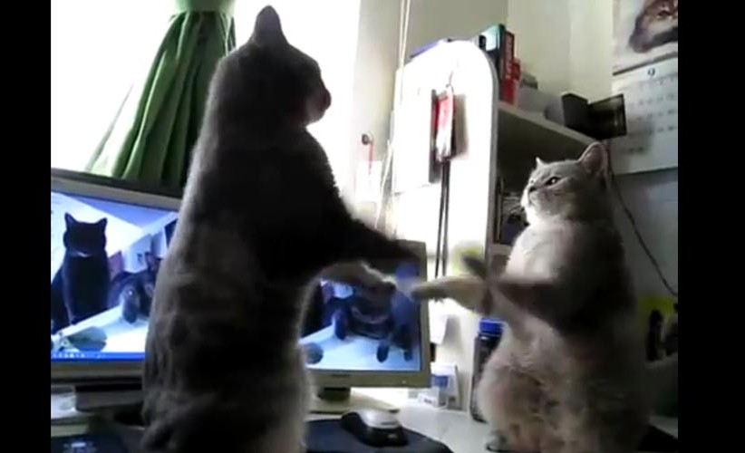 3 petits chats Vidéo insolite 2 chats jouent 3 petits chats