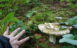 Champignons : « J'ai failli y laisser mon foie ! »