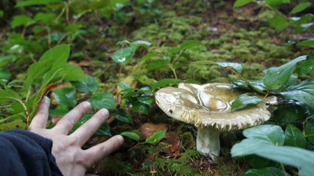 Champignons : « J'ai failli y laisser mon foie ! »
