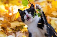 Votre chat présente les mêmes traits de personnalité qu'un lion