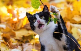 Votre chat présente les mêmes traits de personnalité qu'un lion