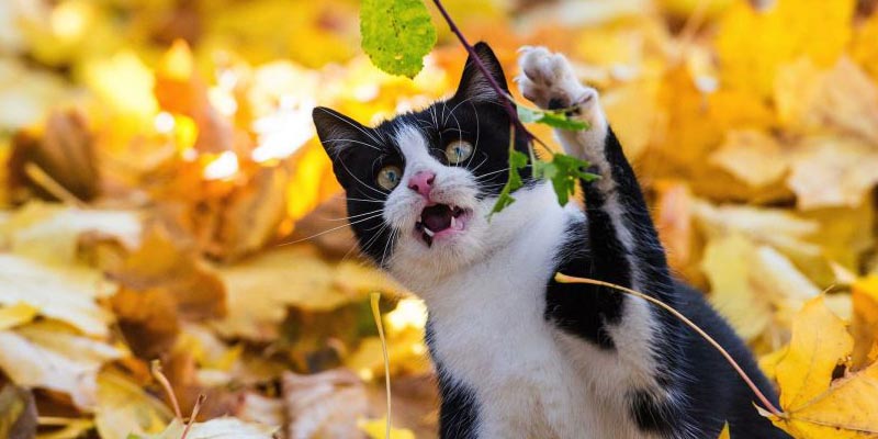 Votre chat présente les mêmes traits de personnalité qu'un lion