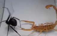 Combat entre un scorpion et une araignée