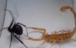 Combat entre un scorpion et une araignée