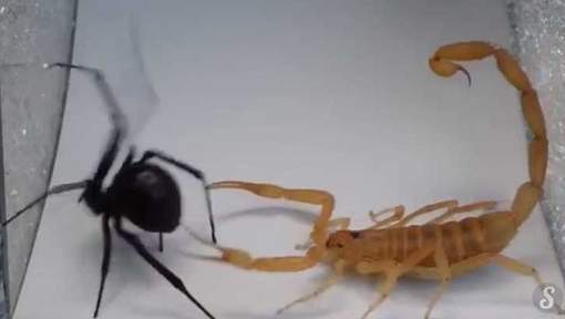 Combat entre un scorpion et une araignée