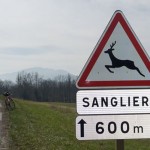 Animaux sauvage - Sanglier