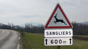 Animaux sauvage - Sanglier