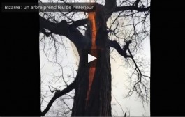 Phénomène étrange : un randonneur filme un arbre qui prend feu de l’intérieur