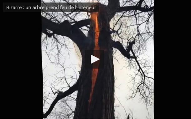 Phénomène étrange : un randonneur filme un arbre qui prend feu de l’intérieur