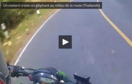 Un motard a une grosse surprise dans un virage (Thaïlande)