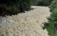 Nouvelle-Zélande : course-poursuite arrêtée par un troupeau de moutons