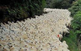 Nouvelle-Zélande : course-poursuite arrêtée par un troupeau de moutons