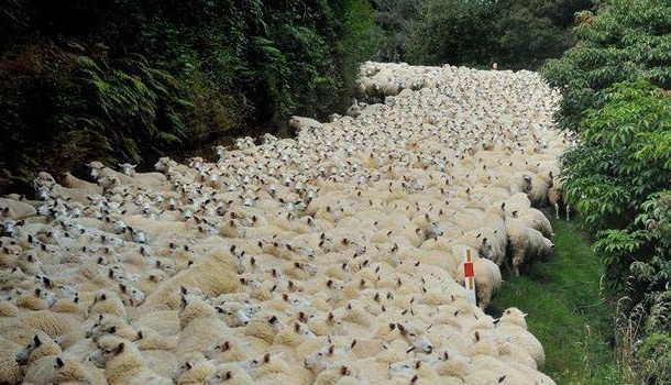 Nouvelle-Zélande : course-poursuite arrêtée par un troupeau de moutons