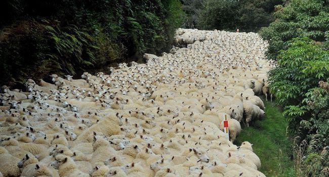 Nouvelle-Zélande : course-poursuite arrêtée par un troupeau de moutons