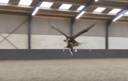 ils entrainent des aigles à chasser les drones suspects !