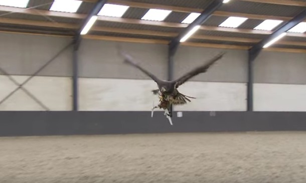 ils entrainent des aigles à chasser les drones suspects !