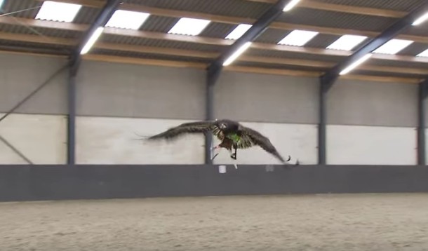 des aigles pour chasser les drones suspects !