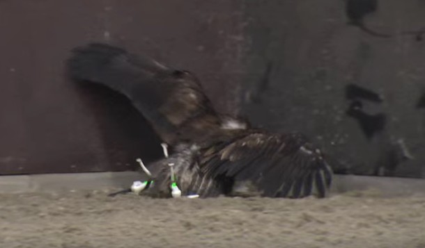 L'aigle comme moyen de défense