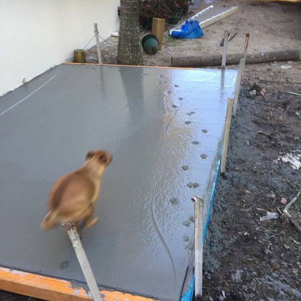 course d'un chien sur ciment