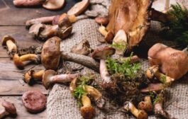 Manger des champignons préviendrait la maladie d'Alzheimer