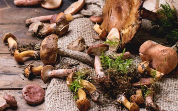 Manger des champignons préviendrait la maladie d'Alzheimer