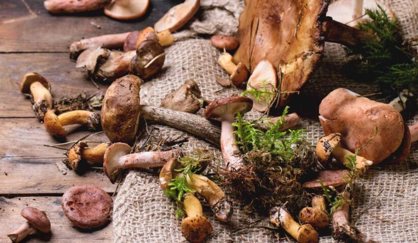 Manger des champignons préviendrait la maladie d'Alzheimer