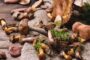 Manger de la salade préviendrait la maladie d'Alzheimer