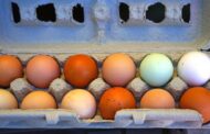 Pourquoi la couleur des oeufs change-t-elle en fonction des pays ?
