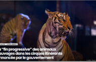 La “fin progressive” des animaux sauvages dans les cirques itinérants annoncée par le gouvernement