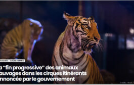 La “fin progressive” des animaux sauvages dans les cirques itinérants annoncée par le gouvernement