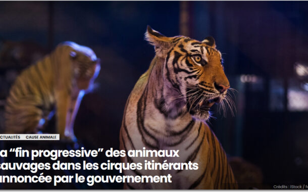 La “fin progressive” des animaux sauvages dans les cirques itinérants annoncée par le gouvernement