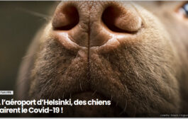 À l’aéroport d’Helsinki, des chiens flairent le Covid-19 !