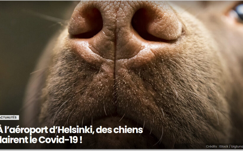 À l’aéroport d’Helsinki, des chiens flairent le Covid-19 !