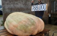 Avec près de 770 kilos, Medhi bat le record de France du plus gros potiron