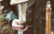 Encore un énorme cèpe ramassé en forêt de Fougères !