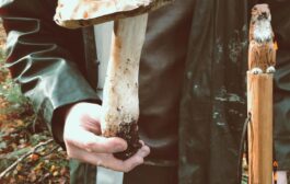 Encore un énorme cèpe ramassé en forêt de Fougères !
