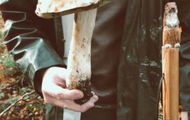 Encore un énorme cèpe ramassé en forêt de Fougères !