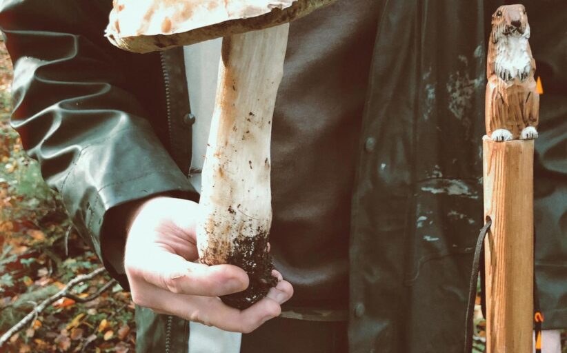 Encore un énorme cèpe ramassé en forêt de Fougères !