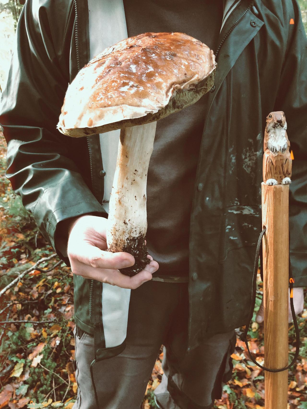 Encore un énorme cèpe ramassé en forêt de Fougères !