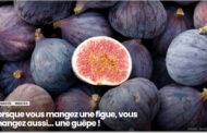 Lorsque vous mangez une figue, vous mangez aussi… une guêpe !