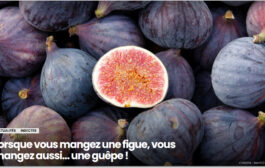 Lorsque vous mangez une figue, vous mangez aussi… une guêpe !