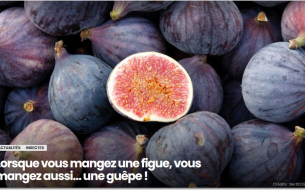 Lorsque vous mangez une figue, vous mangez aussi… une guêpe !