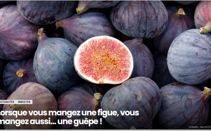 Lorsque vous mangez une figue, vous mangez aussi… une guêpe !